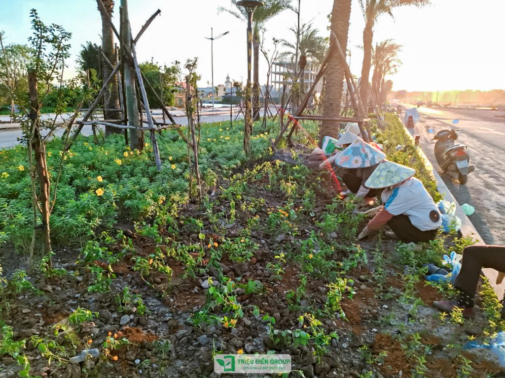 Thiết kế thi công sân vườn trọn gói tại hà nội