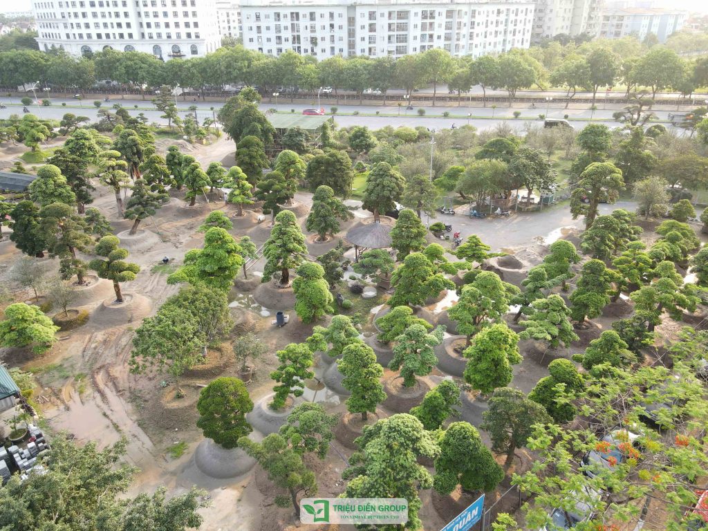 Thiết kế thi công sân vườn trọn gói tại hà nội