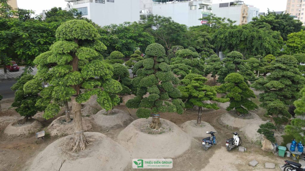 Thiết kế thi công sân vườn trọn gói tại hà nội