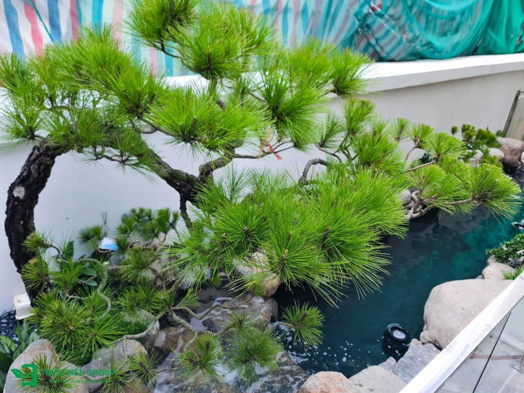 50+ Mẫu sân vườn biệt thự đẹp tại Vinhomes Ocean Park – Xu hướng cảnh quan cao cấp 2026 24 Thiết kế thi công sân vườn trọn gói tại hà nội