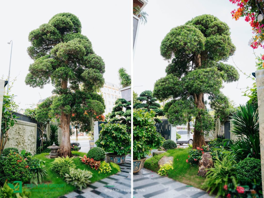 Thiết kế thi công sân vườn trọn gói tại hà nội