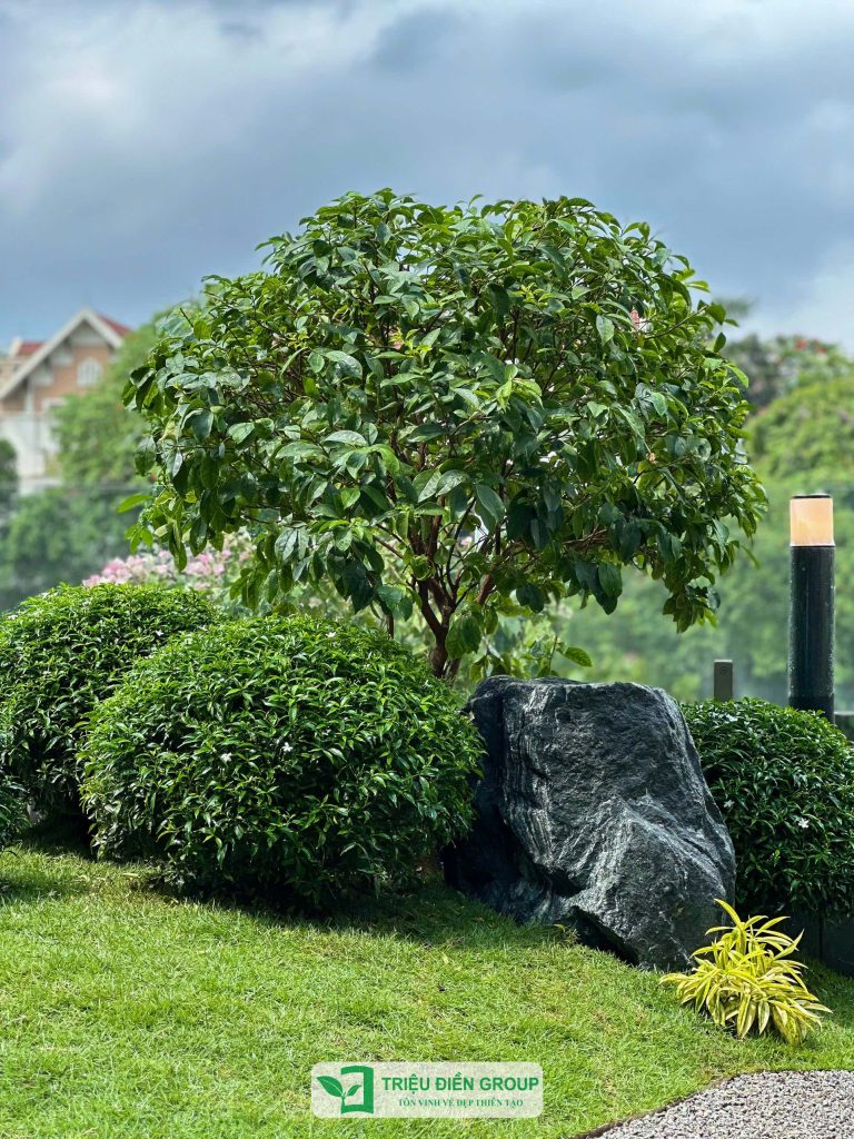 Mẫu sân vườn biệt thự tại Ciputra – Thiết kế sân vườn gắn kết con người với thiên nhiên 8 Thiết kế thi công sân vườn trọn gói tại hà nội