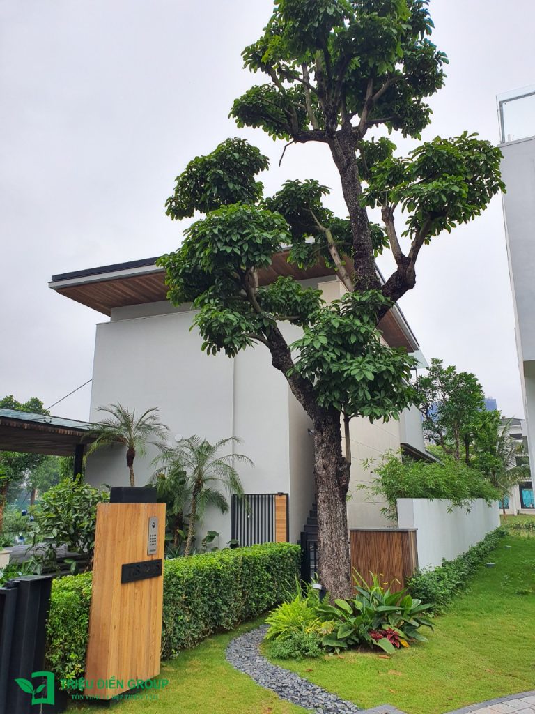 Báo giá cải tạo sân vườn: Những yếu tố quyết định chi phí và cách tối ưu ngân sách 13 Thiết kế thi công sân vườn trọn gói tại hà nội
