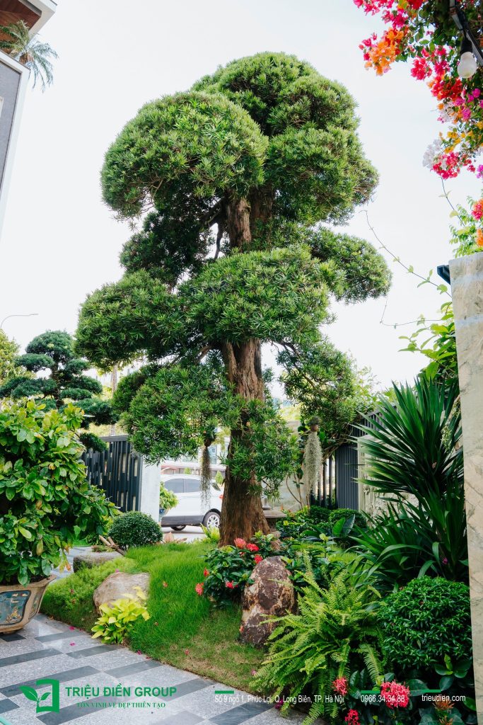 Tiểu cảnh sân vườn trước nhà đẹp – Giải pháp tạo điểm nhấn cho không gian sống 14 Thiết kế thi công sân vườn trọn gói tại hà nội