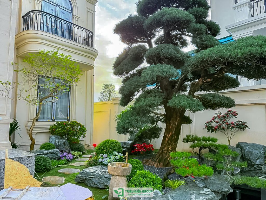 Tùng La Hán Nhật giá bao nhiêu? Những yếu tố quyết định giá trị của từng cây 2 Thiết kế thi công sân vườn trọn gói tại hà nội