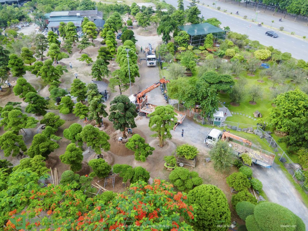 Tùng La Hán Nhật giá bao nhiêu? Những yếu tố quyết định giá trị của từng cây 10 Thiết kế thi công sân vườn trọn gói tại hà nội