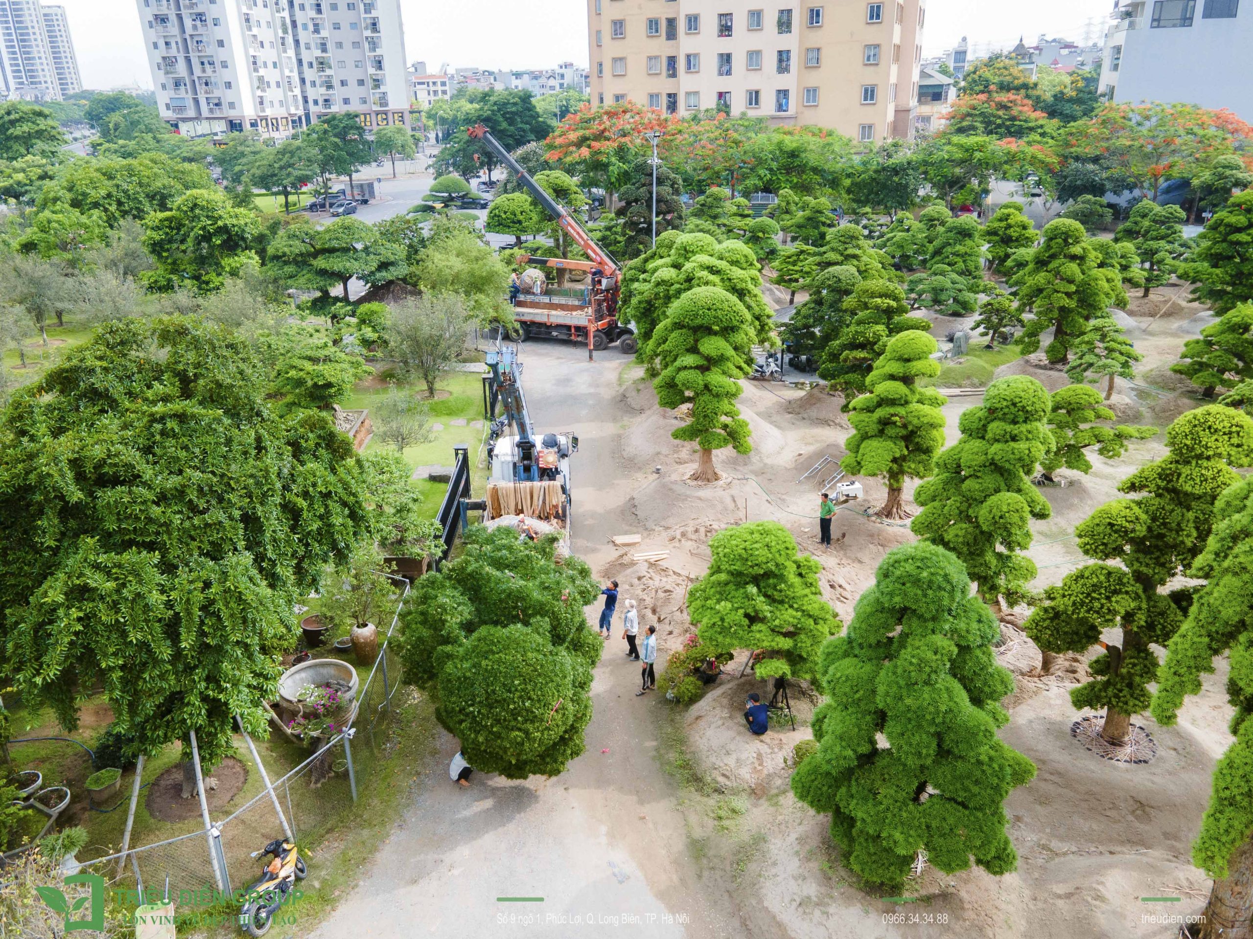 Tùng La Hán Nhật giá bao nhiêu? Những yếu tố quyết định giá trị của từng cây 11 Thiết kế thi công sân vườn trọn gói tại hà nội