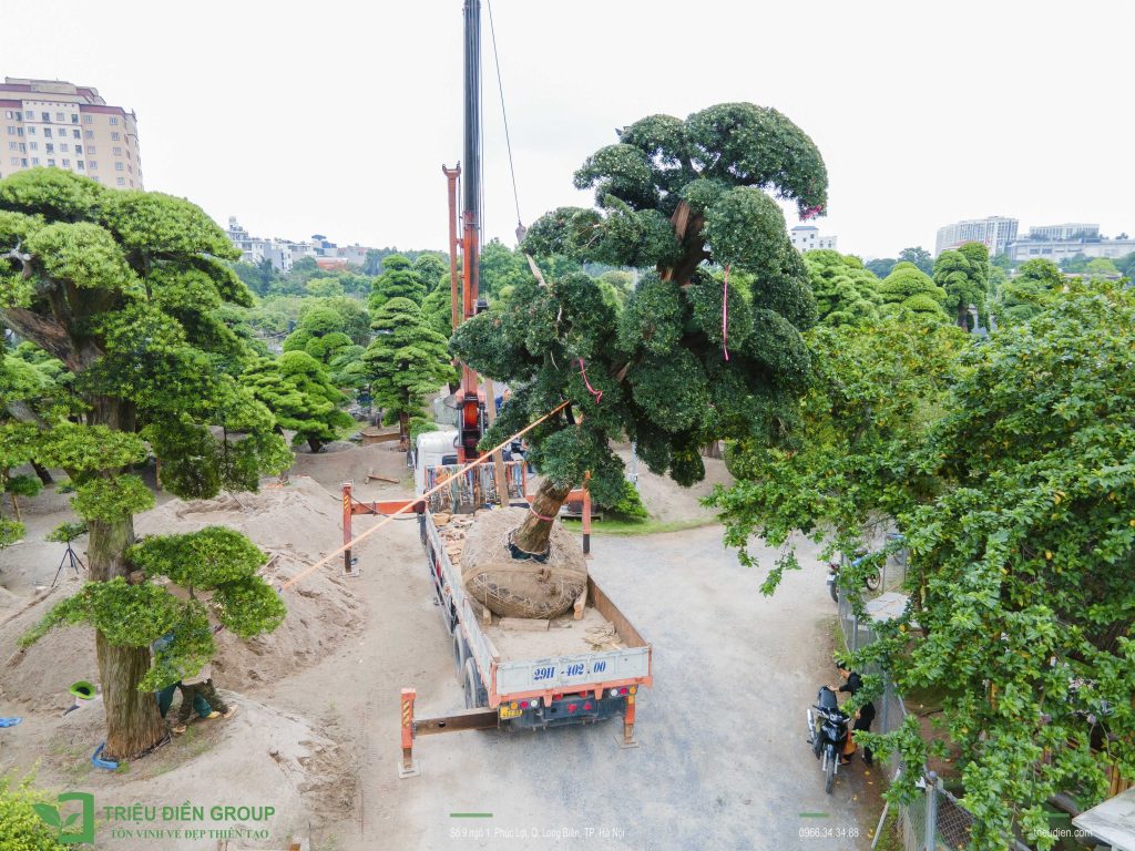 Tùng La Hán Nhật giá bao nhiêu? Những yếu tố quyết định giá trị của từng cây 12 Thiết kế thi công sân vườn trọn gói tại hà nội