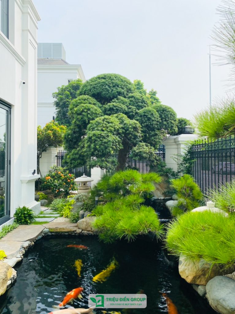 Tùng La Hán Nhật giá bao nhiêu? Những yếu tố quyết định giá trị của từng cây 7 Thiết kế thi công sân vườn trọn gói tại hà nội
