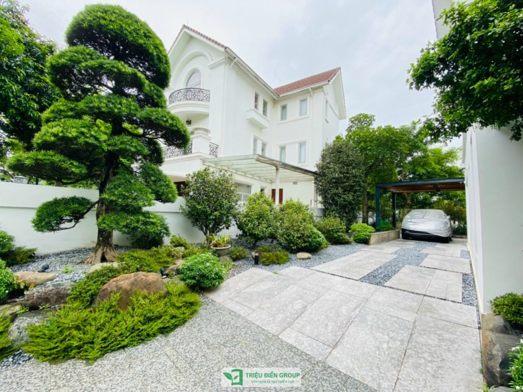 Tùng La Hán Nhật giá bao nhiêu? Những yếu tố quyết định giá trị của từng cây 9 Thiết kế thi công sân vườn trọn gói tại hà nội
