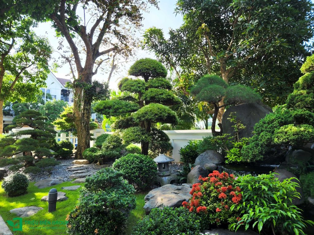 Tùng La Hán Nhật giá bao nhiêu? Những yếu tố quyết định giá trị của từng cây 4 Thiết kế thi công sân vườn trọn gói tại hà nội