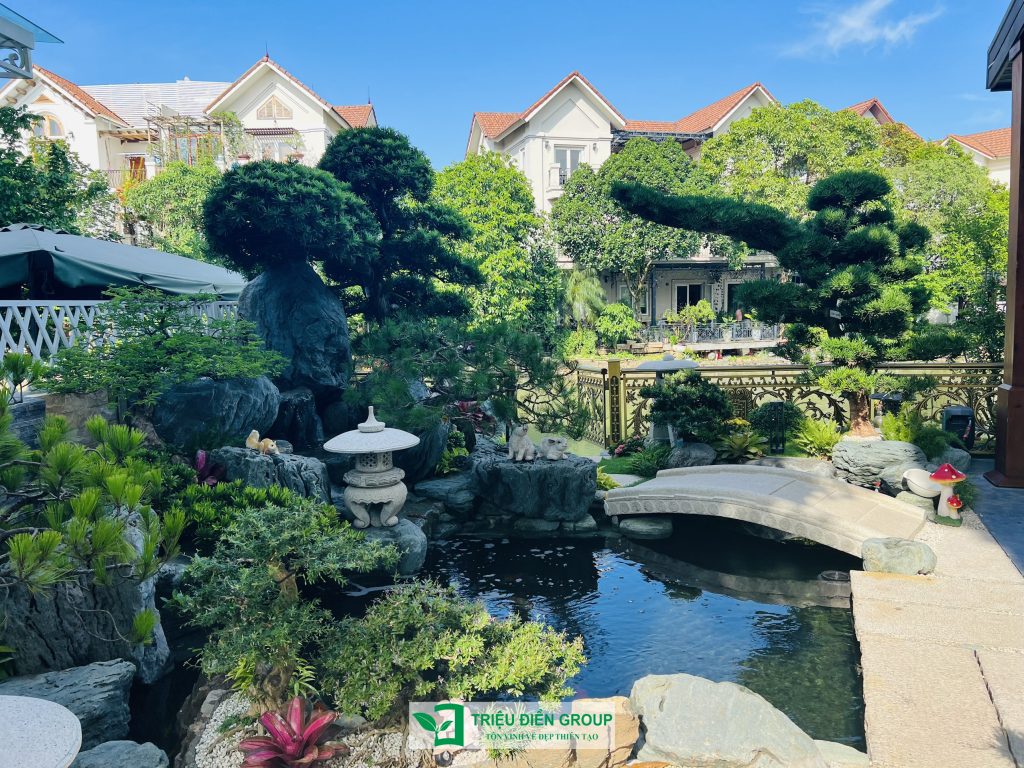 Tùng La Hán Nhật giá bao nhiêu? Những yếu tố quyết định giá trị của từng cây 5 Thiết kế thi công sân vườn trọn gói tại hà nội