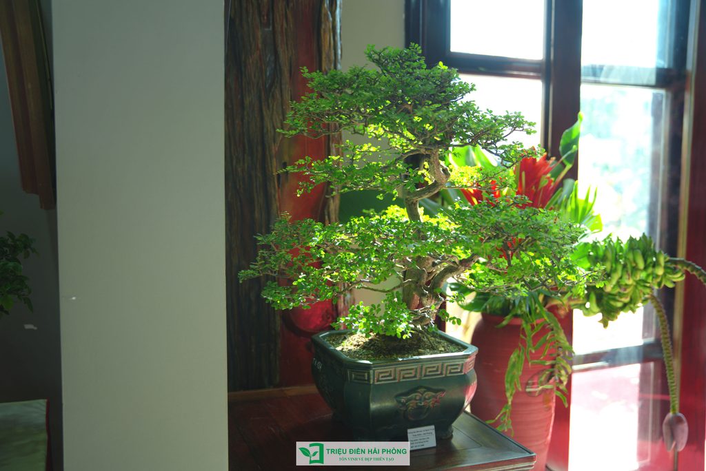Triệu Điền Hải Phòng chính thức ra mắt – Mở ra một hành trình mới tại thành phố Cảng 20 Thiết kế thi công sân vườn trọn gói tại hà nội