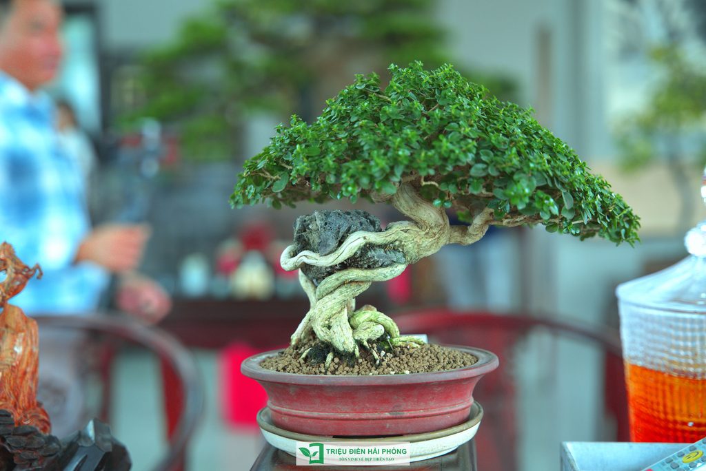Triệu Điền Hải Phòng chính thức ra mắt – Mở ra một hành trình mới tại thành phố Cảng 21 Thiết kế thi công sân vườn trọn gói tại hà nội