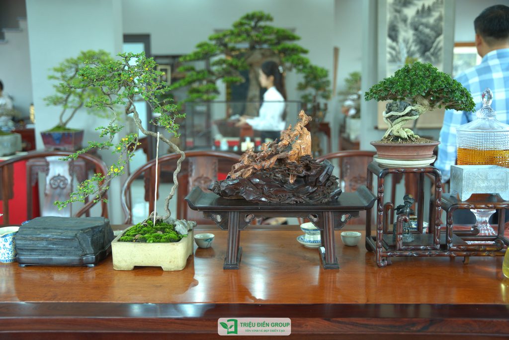 Triệu Điền Hải Phòng chính thức ra mắt – Mở ra một hành trình mới tại thành phố Cảng 25 Thiết kế thi công sân vườn trọn gói tại hà nội