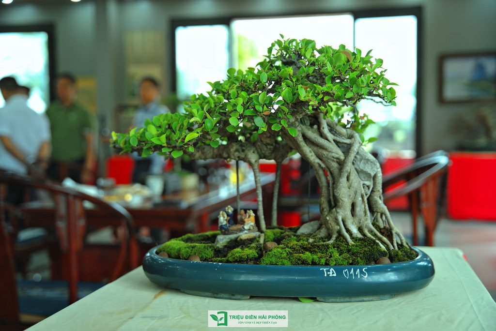 Triệu Điền Hải Phòng chính thức ra mắt – Mở ra một hành trình mới tại thành phố Cảng 22 Thiết kế thi công sân vườn trọn gói tại hà nội