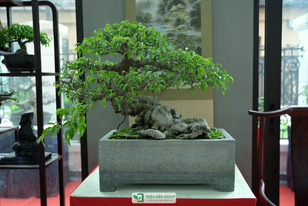 Triệu Điền Hải Phòng chính thức ra mắt – Mở ra một hành trình mới tại thành phố Cảng 29 Thiết kế thi công sân vườn trọn gói tại hà nội