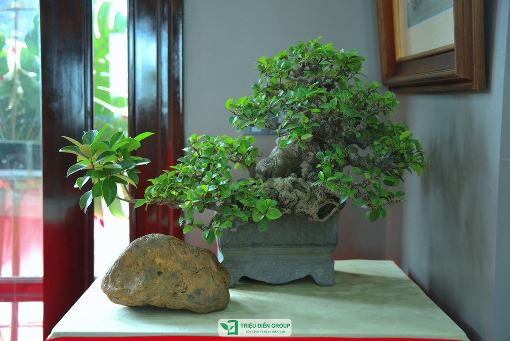 Triệu Điền Hải Phòng chính thức ra mắt – Mở ra một hành trình mới tại thành phố Cảng 27 Thiết kế thi công sân vườn trọn gói tại hà nội