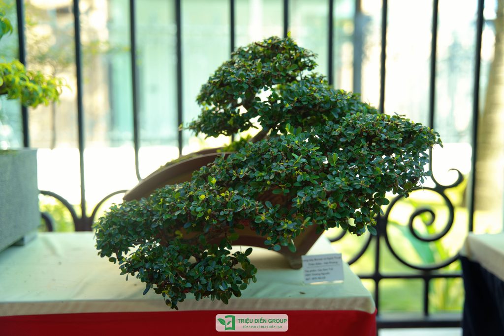 Triệu Điền Hải Phòng chính thức ra mắt – Mở ra một hành trình mới tại thành phố Cảng 32 Thiết kế thi công sân vườn trọn gói tại hà nội