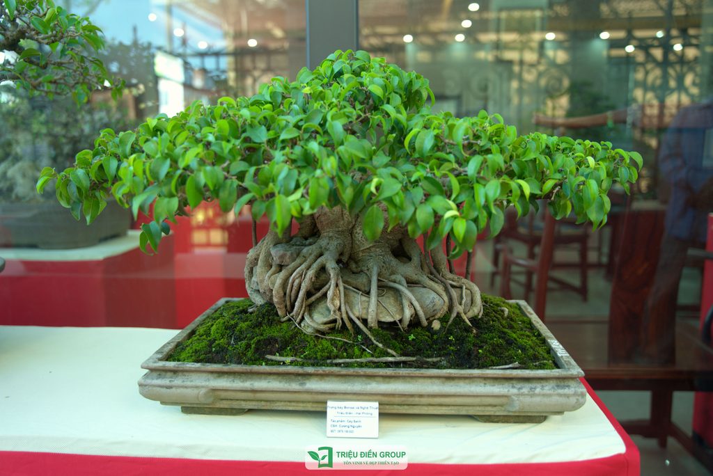 Triệu Điền Hải Phòng chính thức ra mắt – Mở ra một hành trình mới tại thành phố Cảng 33 Thiết kế thi công sân vườn trọn gói tại hà nội