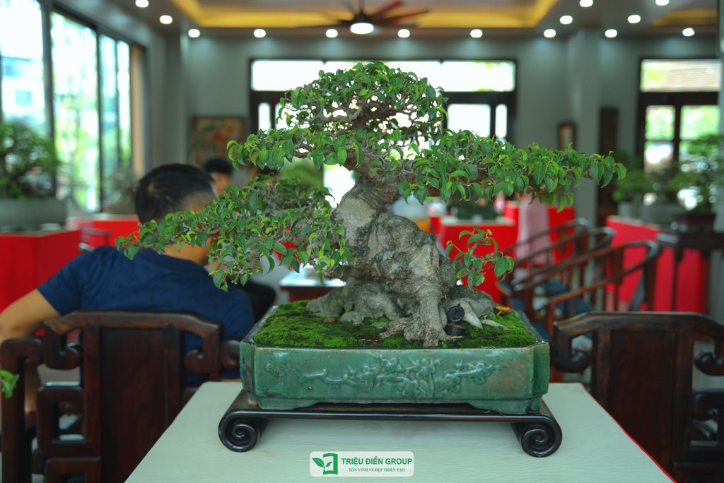 Triệu Điền Hải Phòng chính thức ra mắt – Mở ra một hành trình mới tại thành phố Cảng 30 Thiết kế thi công sân vườn trọn gói tại hà nội