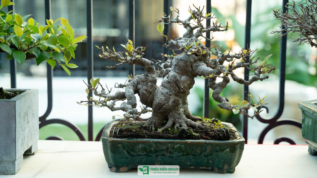 Triệu Điền Hải Phòng chính thức ra mắt – Mở ra một hành trình mới tại thành phố Cảng 31 Thiết kế thi công sân vườn trọn gói tại hà nội