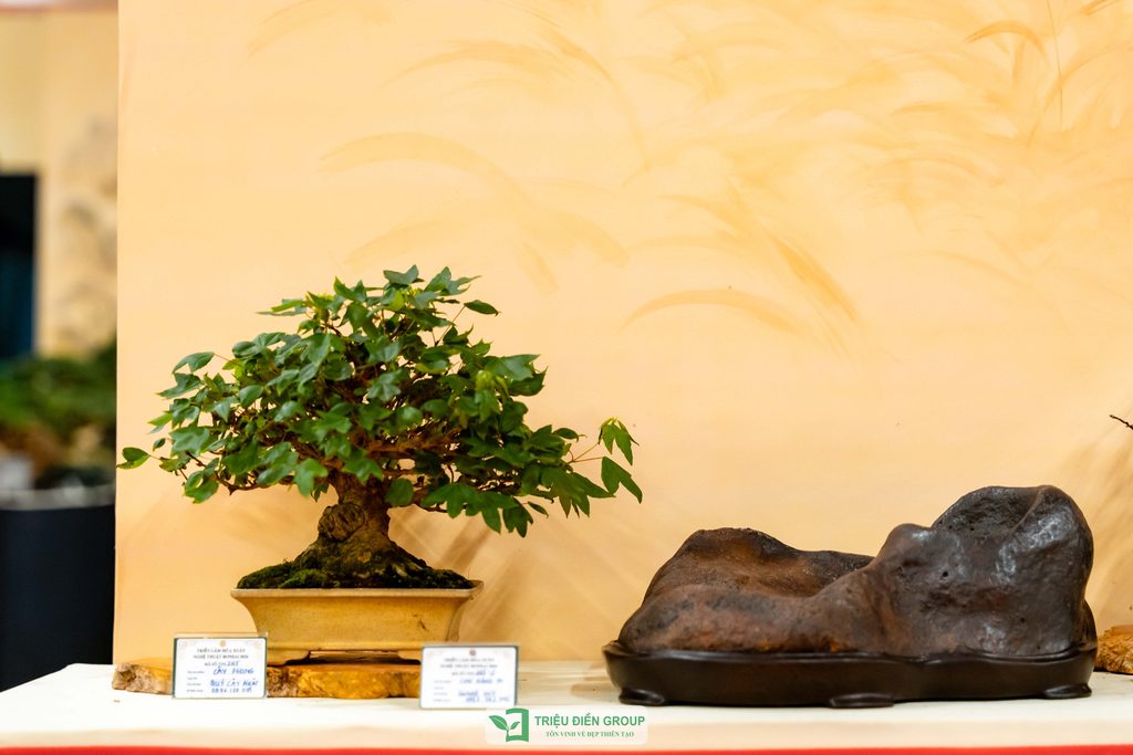 Thiết kế thi công sân vườn trọn gói tại hà nội