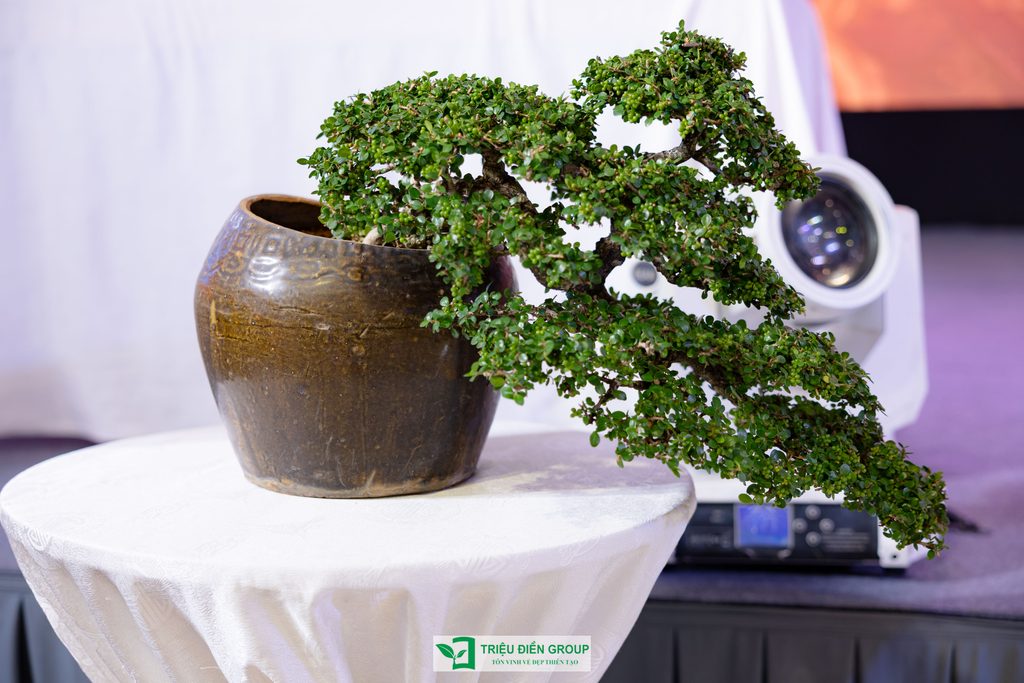 Thiết kế thi công sân vườn trọn gói tại hà nội