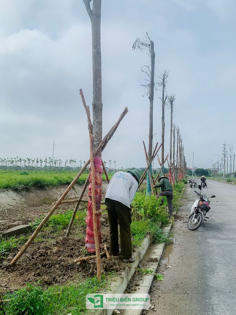 Thiết kế và thi công cảnh quan đô thị – Kiến tạo diện mạo xanh cho không gian sống 17 Thiết kế thi công sân vườn trọn gói tại hà nội