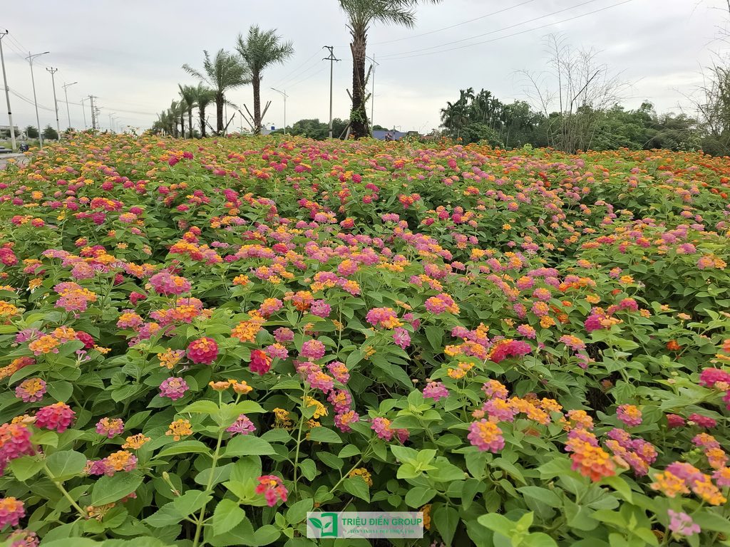 Thiết kế và thi công cảnh quan đô thị – Kiến tạo diện mạo xanh cho không gian sống 8 Thiết kế thi công sân vườn trọn gói tại hà nội