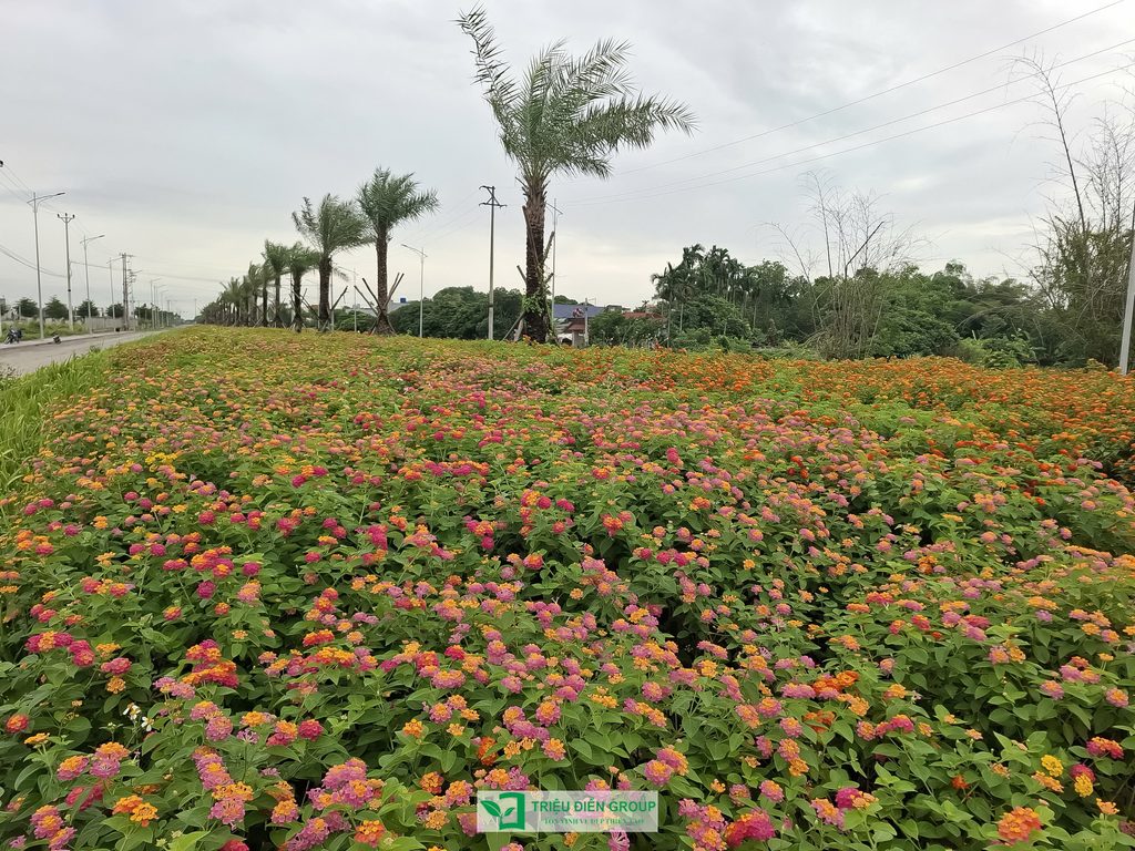 Thiết kế và thi công cảnh quan đô thị – Kiến tạo diện mạo xanh cho không gian sống 2 Thiết kế thi công sân vườn trọn gói tại hà nội