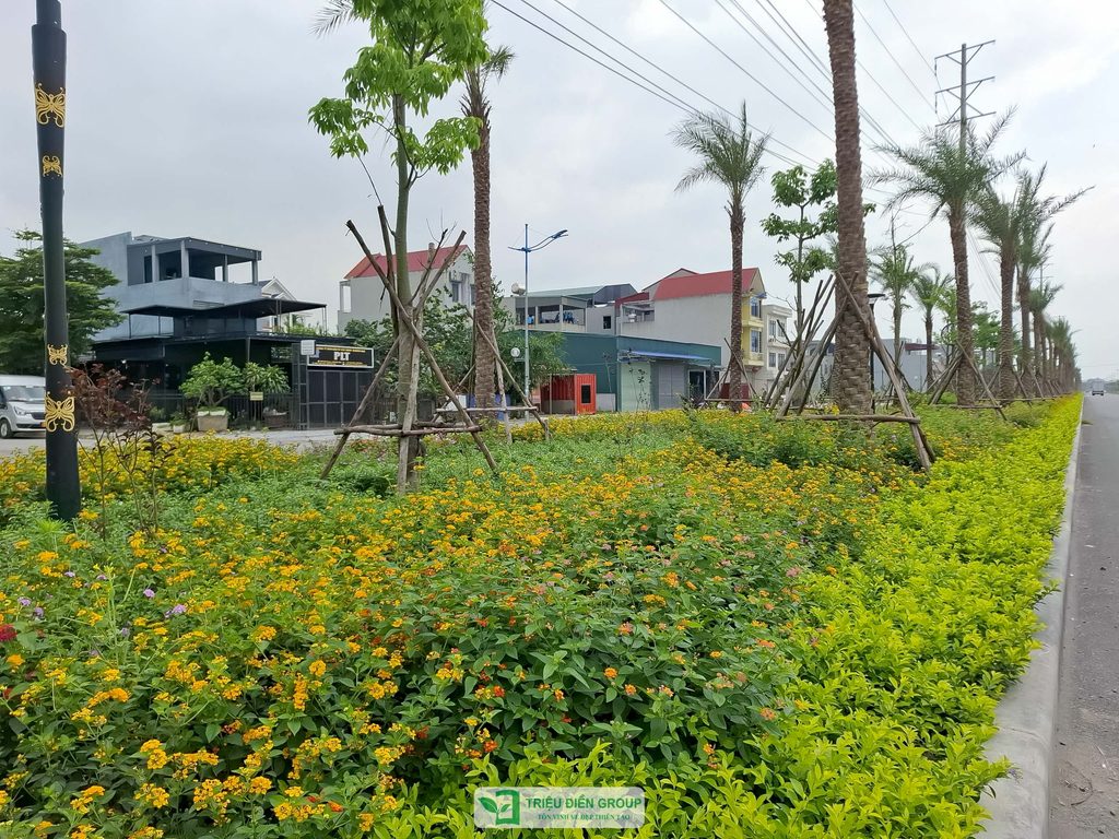 Thiết kế và thi công cảnh quan đô thị – Kiến tạo diện mạo xanh cho không gian sống 12 Thiết kế thi công sân vườn trọn gói tại hà nội